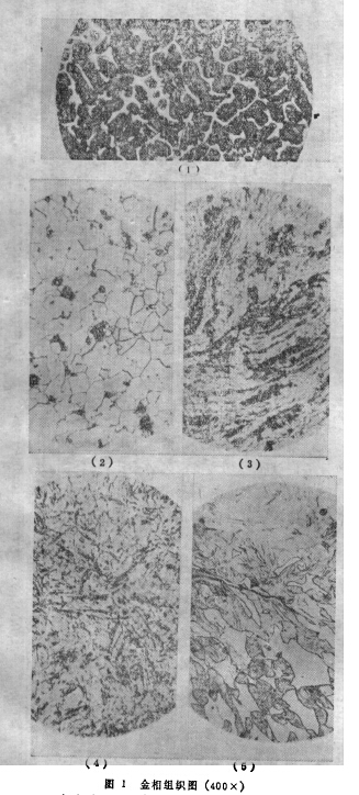 圖1金相組織圖(400 X )
